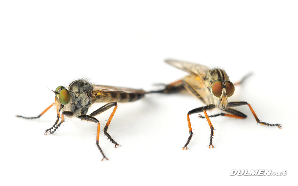 Mating Common Awl Robberflies (Neoitamus cyanurus)